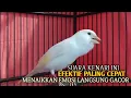 Download Lagu kenari gacor panjang Cuit Cuit EMOSI, Pancingan Kenari Paud Belajar Bunyi, terapi AMPUH Kenari MACET