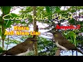 Download Lagu Suara Pikat Cucak Wilis Ribut Asli Alam Liar