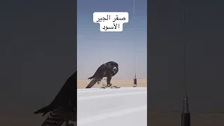 صقر الجير الحر الأسود Electronicmusic Housemusic Edm Birds اكسبلور Colonelkkjϟ صيد طيور Fy 