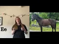 Equine Coat Colors and Genetics Part 1