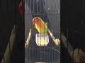 Download Lagu Copy of Burung Love Bird Ngetik Ngekek Panjang