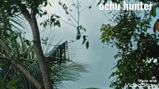 mp3 burcil paling joss semua burung kicau pasti lengket