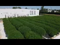 Culta Outdoor Grow - First Legal Outdoor Cannabis Grow on the East Coast