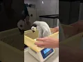 Deze pinguïn werd voor het eerst gewogen ❤️