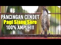Download Lagu CENDET GACOR PAGI SIANG SORE 100% TERBUKTI AMPUH BUAT PANCINGAN AGAR LANGSUNG NYAUT