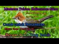 Lagu Yuhina Kalimantan Gacor || Ngeroll Panjang Pedas Dan Speed Rapat | Masteran Istimewa Yuhina