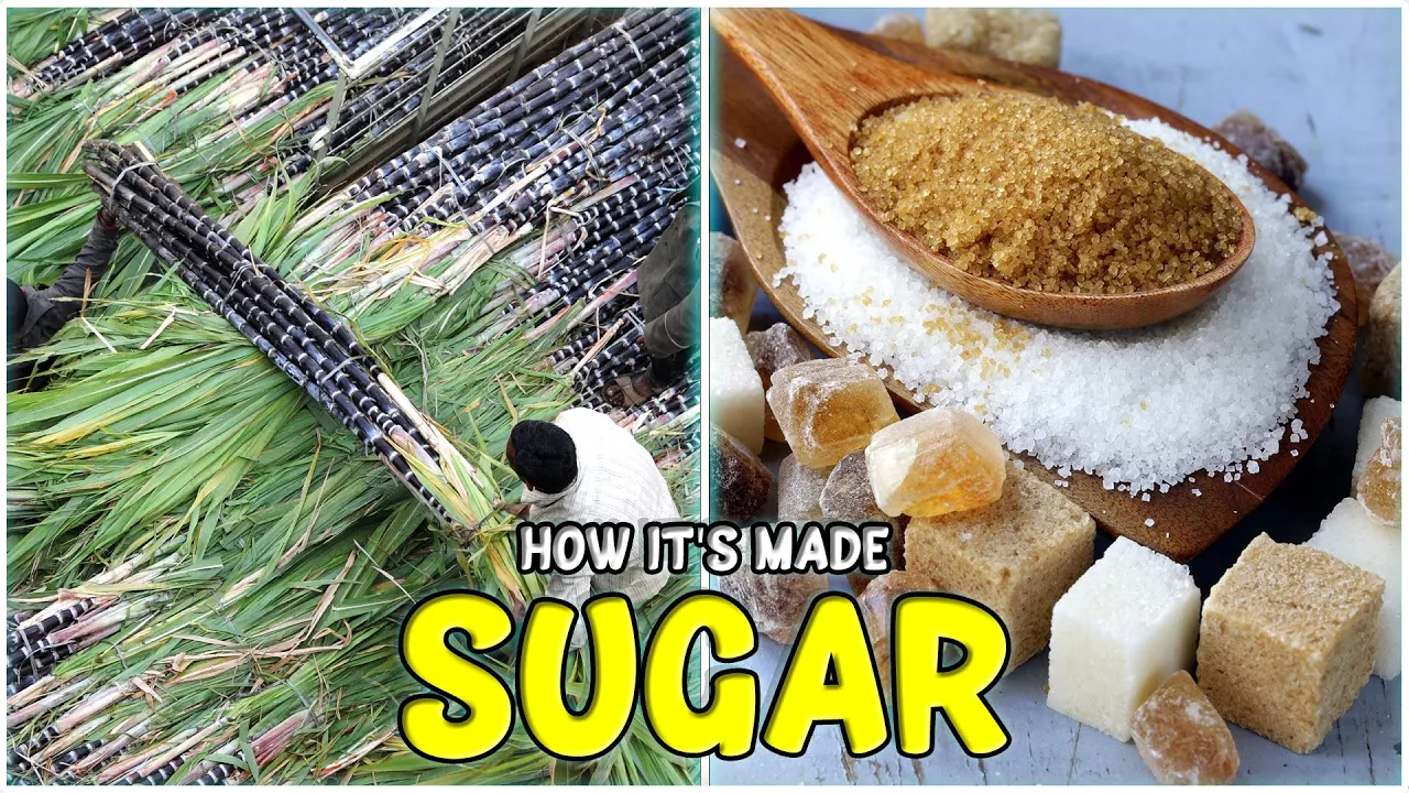 How SUGAR is made from Sugarcane