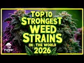TOP 10 STRONGEST WEED STRAINS IN THE WORLD RIGHT NOW 2026 FUNGI Co News