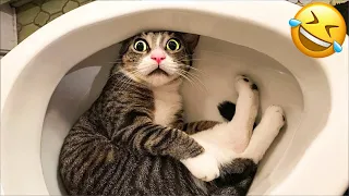 Hilarious cats and dogs will make you laugh nonstop π