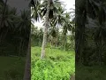 Download Lagu Batu Putih Bawah -Бітунг.