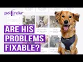 Adopting An Undersocialized Rescue Dog Online