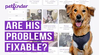 Adopting An Undersocialized Rescue Dog Online