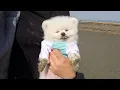 Download Lagu Een puppy die zo graag naar huis wil nadat hij naar het strand is gekomen