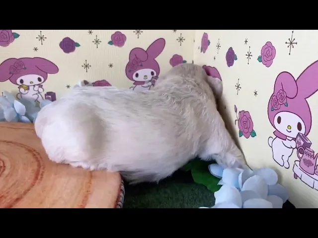 動画