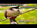 Download Lagu Suara Burung Merbah Jambul | Merbah Jambul Thailand | Sound Bird