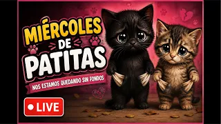 Cada día se nos agotan los fondos - michi house