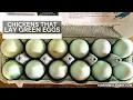 Chickens That Lay Green Eggs