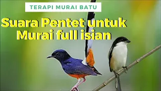 masteran murai batu dengan variasi suara cendet solusi gacor burung