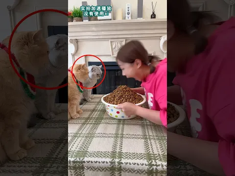 Owner Teach Cat to Eat 😹