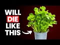 Stop Killing Your Store Bought Coriander Cilantro