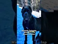 Download Lagu Cane Corso Hond #hond