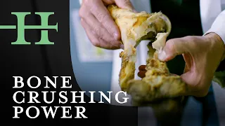 Testing The Bone Crushing Bite Power of The T. Rex | Our History