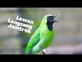 Download Lagu Pancingan Cucak Ijo Gacor Bikin Cucak Hijau Mana Saja Auto Jamtrok Langsung Emosi