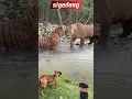Download Lagu SEEKOR ANJING MELONGO LIHAT KEAKRABAN SINGA DAN HARIMAU #animals #shorts
