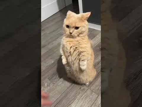 #cats #cutecat #funnycats #explore #shorts