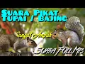 Download Lagu Suara pikat bajing - suara pikat tupai - suara dijamin keras dan panjang - berburu bajing kelapa