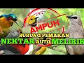 Download Lagu Suara pikat burung trucukan ngebren kombinasi burung madu