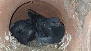 شوف ابو يوسف عمل اي في اخر مرحله في الابراج شكل خرافي مرحله الدهان بالجبس والاسمنت الابيض01060354608 