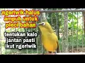 Download Lagu pleci pacitan ngeriwik  pancingan buat pleci bahan agar cepat ngeriwik