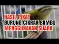 SUARA KHUSUS PIKAT BURUNG CIKRAK BAMBU TERBARU