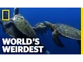 Sea Turtle Mating Melee World s Weirdest
