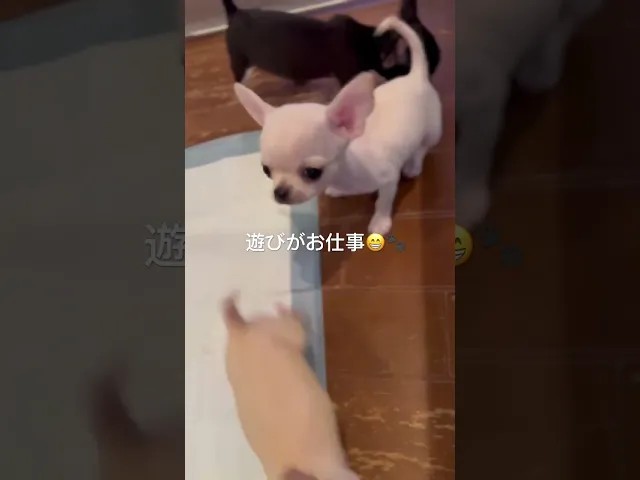 動画