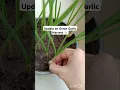Lagu Grow Garlic at home 🧄 घर में उगाये लहसुन #growgarlic #lehsun #grow #garden
