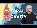Anatomy of the oral cavity Kenhub
