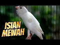 Download Lagu Masteran Kenari Isian PRENJAK CIBLEK GACOR SUARA JERNIH DURASI PANJANG bikin MEWAH KENARI BAHAN