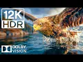 Download Lagu Kerajaan Hewan Megah dalam 12K 120FPS Dolby Vision HDR | Suara Sinematik Warna Cerah