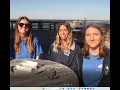 Squid Dissection
