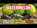 Revolvers VS Watermelons 38 Special 357 Magnum 44 Special 44 Magnum 45 Colt