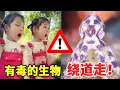 这些有毒的海洋生物，你一定要认识！看见快速绕道走！#萌娃#安全#正能量#安全知识【大钱小钱双胞胎姐妹】