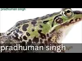 New ringtone 2019# Frog sound #Frog sounds ringtone