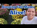 How To Water Your Potted Mums Mums Care to Last For The Season