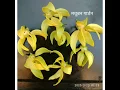 Champa Flower | Green Champa | Hindi | Hari Champa plant | Champa flower | Green Champa