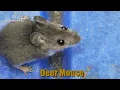 Deer Mouse Peromyscus