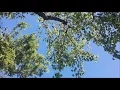 Icarus Flame/NAO - Fool to love (trailer)