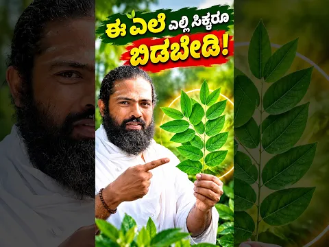 ಆರೋಗ್ಯಕರ ಬದುಕಿಗೆ ಚಕ್ರಮುನಿ ಸೊಪ್ಪಿನ ಬಳಕೆ ಹೇಗೆ? 🌿💪 #HealthyLife #KannadaHealth #Nutrition