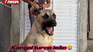KANGAL TURCO LEÃO 🦁